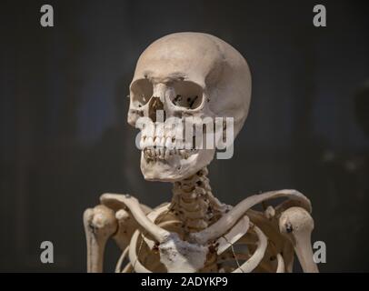 Un ritratto di close-up di parte superiore di uno scheletro umano. Foto Stock