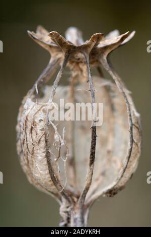 Decadimento rimane di un papavero seme Pod (Papaver somniferum) nel tardo autunno Foto Stock