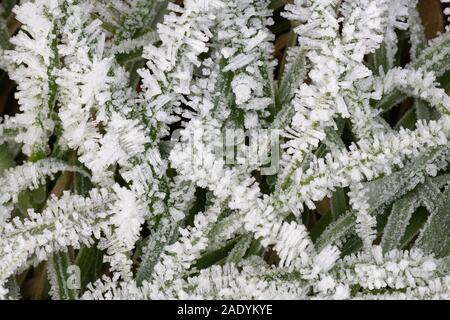 I cristalli di ghiaccio formato sulle lame di erba su un pupazzo di neve la mattina in Scozia Foto Stock