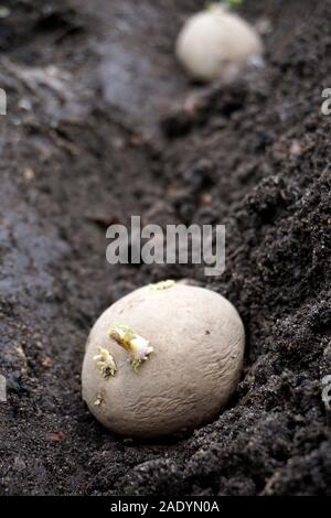 Chitted la germogliazione di tubero di patata piantato nel recente scavò nel solco del giardino Foto Stock