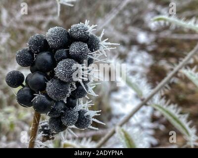 Congelati selvatica bacche di sambuco nel freddo inverno mattina Foto Stock