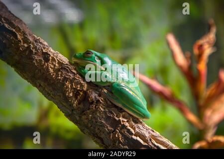 Raganella Litoria Caerulea in piedi sul ramo Foto Stock