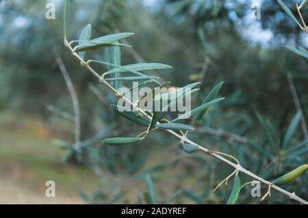 Un ramo di olivo con foglie di colore verde Foto Stock