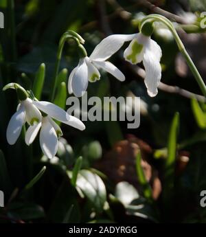 Un singolo, taller maggiore snowdrop Galanthus elwesii con foglie più ampio rispetto ai comuni più brevi bucaneve Galanthus nivalis; Foto Stock