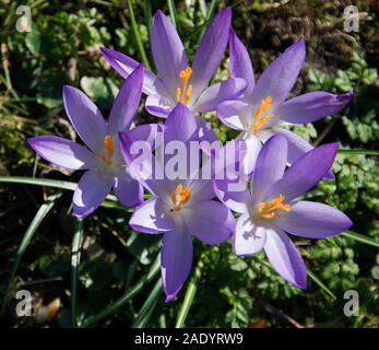 Crocus tommasinianus con lunga incannulata lilla ai Deep Purple fiori che compaiono in primavera, come a foglie strette emerge; Foto Stock