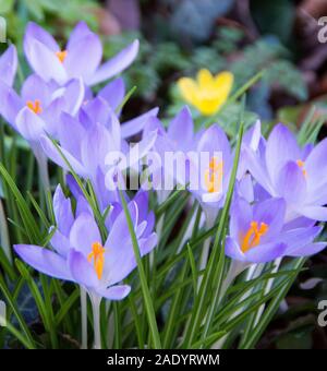 Crocus tommasinianus con lunga incannulata lilla ai Deep Purple fiori che compaiono in primavera, come a foglie strette emerge; Foto Stock