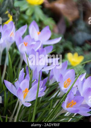 Crocus tommasinianus con lunga incannulata lilla ai Deep Purple fiori che compaiono in primavera, come a foglie strette emerge; Foto Stock