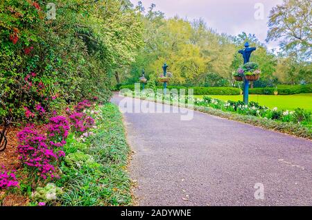 Paperwhite narcisi e rosa azalee blumi lungo un percorso in corrispondenza di i Bellingrath Gardens, Feb 24, 2018 in Theodore, Alabama. Foto Stock