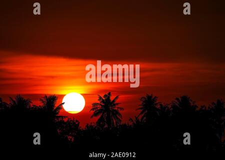 Tramonto torna su silhouette albero di noci di cocco nel cielo di sera Foto Stock