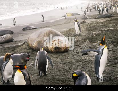 Un elefante marino del sud (mirounga leonina) mucca si trova su di una spiaggia di sabbia circondata da wild re i pinguini e una pelliccia sigillo pup sull Isola Georgia del Sud. Foto Stock