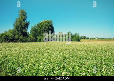 Campo di grano saraceno contro il cielo blu. Paesaggio rurale. Farmland in estate. La natura in campagna Foto Stock