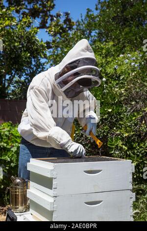 Bee keeper ispezione in legno il suo alveare Foto Stock