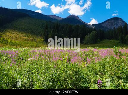 Un bellissimo prato di montagna in estate riempito con rosa e bianco fiori selvatici. Foto Stock