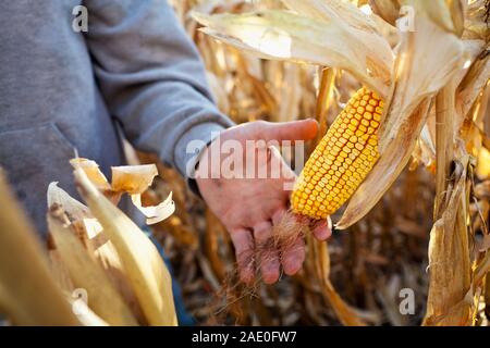 Agricoltore e la mano che regge un maturo pannocchia di mais Foto Stock