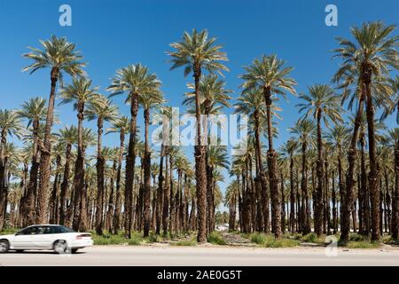 Guida auto oltre una data azienda palm, Coachella Valley, Indio, CALIFORNIA, STATI UNITI D'AMERICA Foto Stock