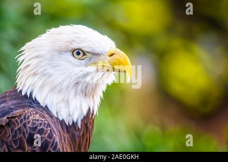 Extreem vicino la vista laterale della american bald eagle Foto Stock