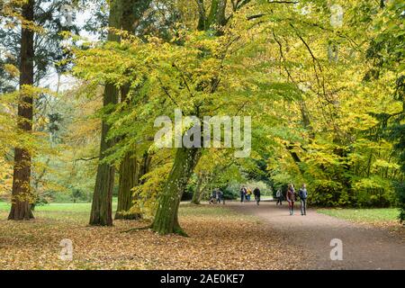 Carpinus betulus. Il carpino alberi in autunno a Westonbirt Arboretum. Cotswolds, Gloucestershire, Inghilterra Foto Stock