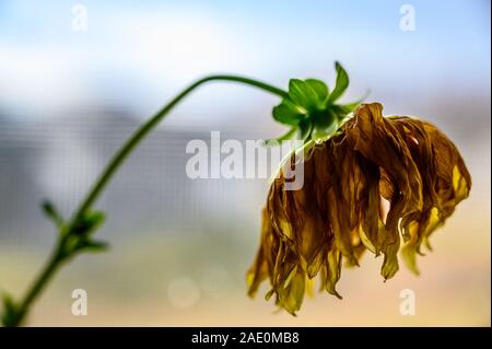 Vista laterale della dalia gialla appassita con petali ondosi Foto Stock