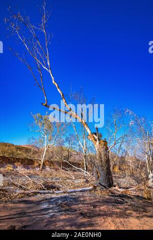 Il danno da Jan 2019 bushfires nel West MacDonnell Ranges e il beginings della ricrescita della terra bruciata. Foto Stock