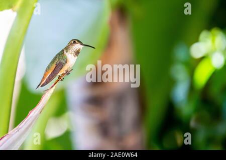 Femmina di Ruby Throated Hummingbird appollaiato sul ramo, piume grigie sulla gola Foto Stock