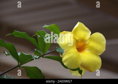 Fiore tromba di Angelo giallo (Allamanda Cathartica) Foto Stock