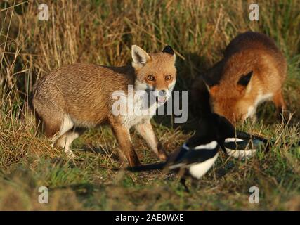 Due magnifiche caccia al cinghiale volpi rosse, Vulpes vulpes foraggio per il cibo in un prato. Essi sono strettamente sorvegliati da due gazze. Foto Stock