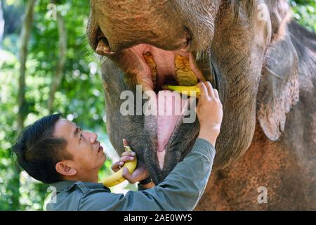 Pechino, Cina nella provincia dello Yunnan. Xiii Nov, 2019. Il caregiver Luo Shuncai alimenta un elefante asiatico in una giungla vicino all'Elefante Asiatico allevamento e centro di salvataggio in Xishuangbanna Riserva Naturale Nazionale, a sud-ovest della Cina di Provincia di Yunnan, nov. 13, 2019. Credito: Yang Zongyou/Xinhua/Alamy Live News Foto Stock