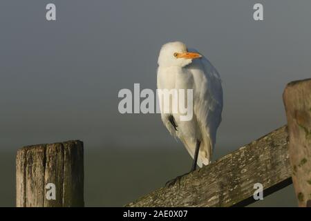 Un raro airone guardabuoi, Bubulcus ibis, appollaiate su un palo da recinzione in una nebbiosa mattina fredda. Foto Stock