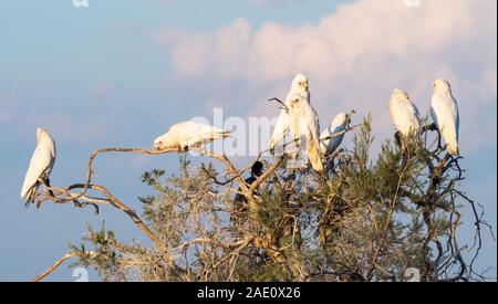 Un gruppo di piccoli Corellas appollaiato su un albero a Lago di Pastore a Perth, Western Australia. Foto Stock