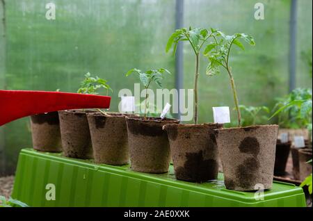 Irrorazione di plastica può o imbuto di irrigazione di piante di pomodoro in serra. Home organico coltivate piante di pomodoro senza verdura essendo irrigato Foto Stock