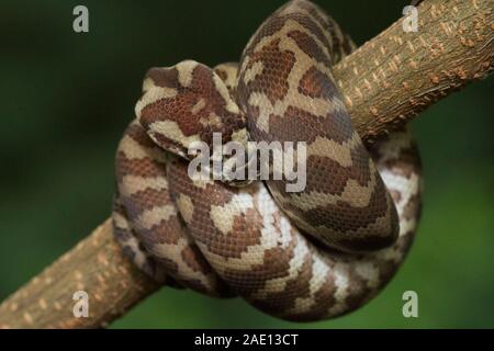 Tappeto python (Morelia spilota) arricciato su di un ramo Foto Stock