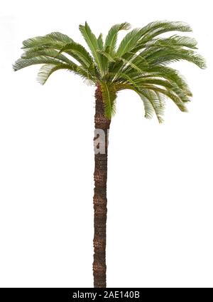 Palm tree isolati su sfondo bianco Foto Stock