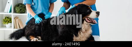 Vista ritagliata di due veterinari esaminando Bovaro del Bernese giacente sul tavolo, scatto panoramico Foto Stock