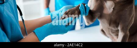 Vista ritagliata del veterinario esaminando la zampa del cane Grigio vicino al collega, scatto panoramico Foto Stock