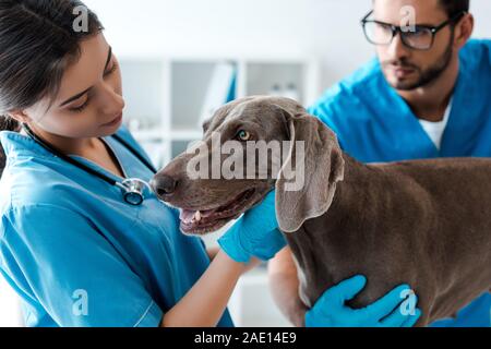 Messa a fuoco selettiva del veterinario di assistere un collega mentre esaminando weimaraner cane Foto Stock