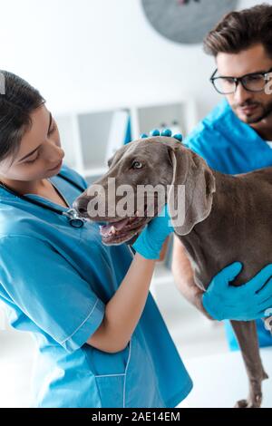 Messa a fuoco selettiva del veterinario di assistere un collega mentre esaminando weimaraner cane Foto Stock