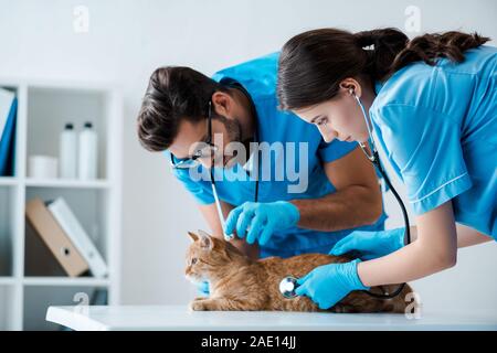 Due giovani veterinari esaminando gatto rosso con stetoscopi Foto Stock