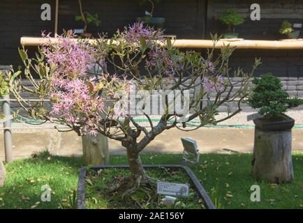 Chionanthus bonsai di albero in Quito Giardini Botanici, Quito Ecuador Foto Stock