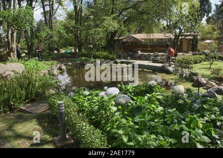 Carp Pond in Quito Giardini Botanici, Quito Ecuador Foto Stock