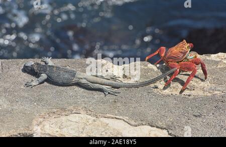 Sally Lightfoot crab incontra marine iguana, Isla Santa Cruz, Isole Galapagos, Ecuador Foto Stock