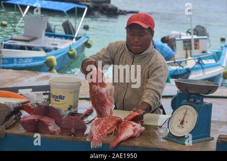 Fresh brujo (scorpion fish) in Puerto Ayora Mercato del Pesce, Isla Santa Cruz, Isole Galapagos, Ecuador Foto Stock