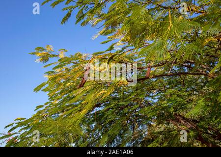 Acacia rami di alberi con semi sullo sfondo di un cielo blu Foto Stock