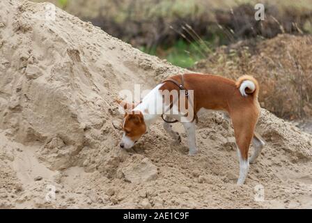 Basenji dog essendo in fase di caccia durante la ricerca di piccoli roditori nella pila di sabbia Foto Stock