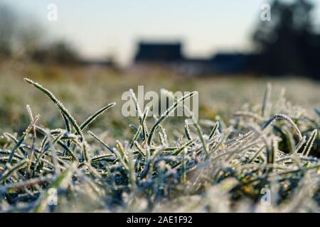 Erba del campo coperto con cristalli di ghiaccio di brina, backyard il prato e le case di sfondo sfocato. Concetto di stagione invernale, temperatura fredda Foto Stock