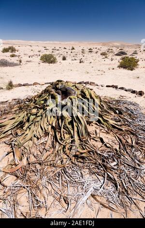 Welwitschia, pianta selvatica del deserto, 'Welwitschia drive' vicino a Swakopmund, deserto del Namib, Namibia, Africa Meridionale, Africa Foto Stock