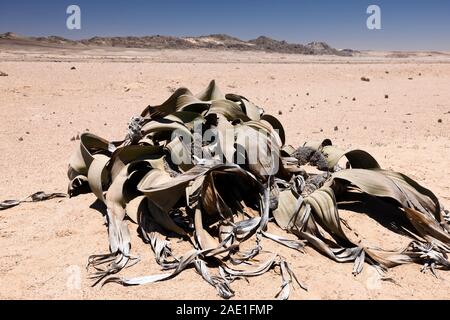 Welwitschia, pianta selvatica del deserto, 'Welwitschia drive' vicino a Swakopmund, deserto del Namib, Namibia, Africa Meridionale, Africa Foto Stock