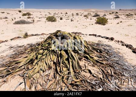 Welwitschia, pianta selvatica del deserto, 'Welwitschia drive' vicino a Swakopmund, deserto del Namib, Namibia, Africa Meridionale, Africa Foto Stock