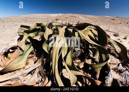 Welwitschia, pianta selvatica del deserto, 'Welwitschia drive' vicino a Swakopmund, deserto del Namib, Namibia, Africa Meridionale, Africa Foto Stock