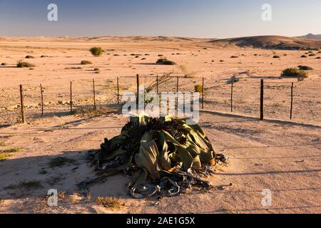 Il 'Welwitschia Giant' è la più grande pianta selvaggia del deserto, il 'Welwitschia Drive' vicino alla città di Swakopmund, al deserto del Namib, alla Namibia, all'Africa meridionale, all'Africa Foto Stock