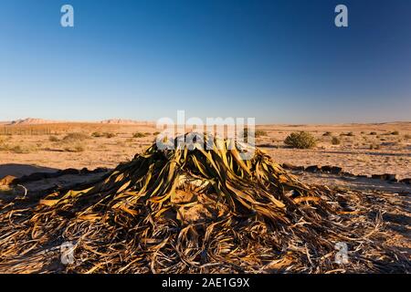 Welwitschia, è una misteriosa pianta selvaggia del deserto, "Welwitschia Drive" vicino a Swakopmund, deserto del Namib, Namibia, Africa meridionale, Africa Foto Stock